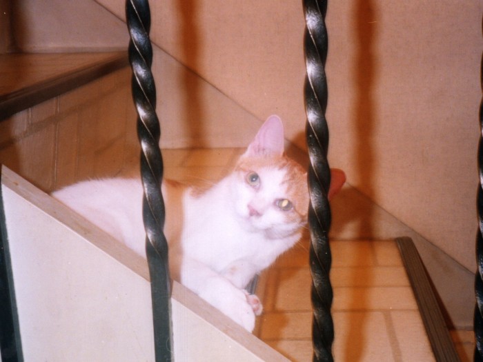 馬軍団（マー軍団）と呼ばれる選手が活躍した頃に保護した強いまーちゃん