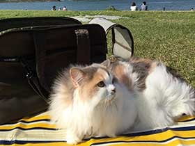 パパの首で「ふみふみ」　スコティッシュフォールドの「レオ」