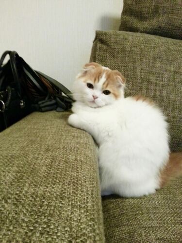 家にきたころの「コロン」