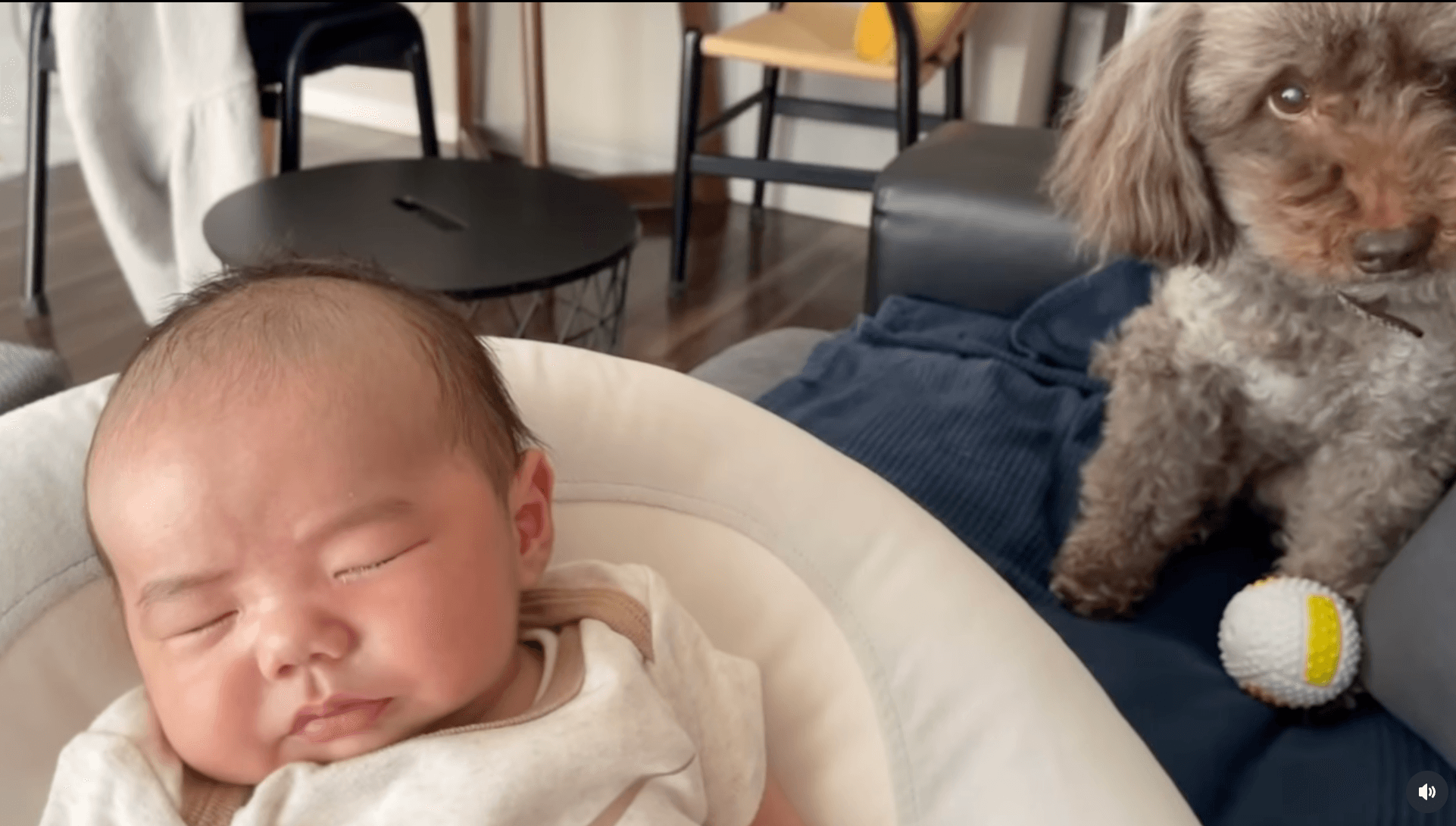 スヤスヤと寝ているぜん君の横で見守っていたりんたろう君（提供：@___zenworldさん）