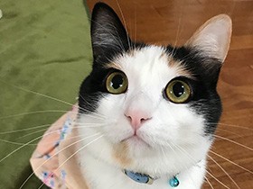 三毛猫「にこ」、「その顔なあに」と不思議そうに見つめる