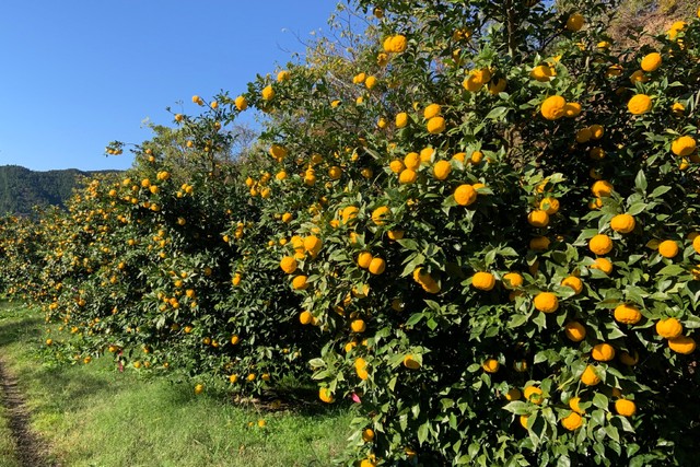 高知県北川村のゆず　※写真はイメージ（ウテナ提供）