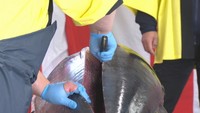 マグロの解体ショー