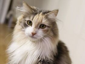 ごはんより遊び！　おかあさんの食事中も「遊んでよ～」　ノルウェージャン「紗」