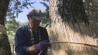 岡山後楽園で秋の風物詩「松のこも巻き」　薬を使わず害虫を駆除