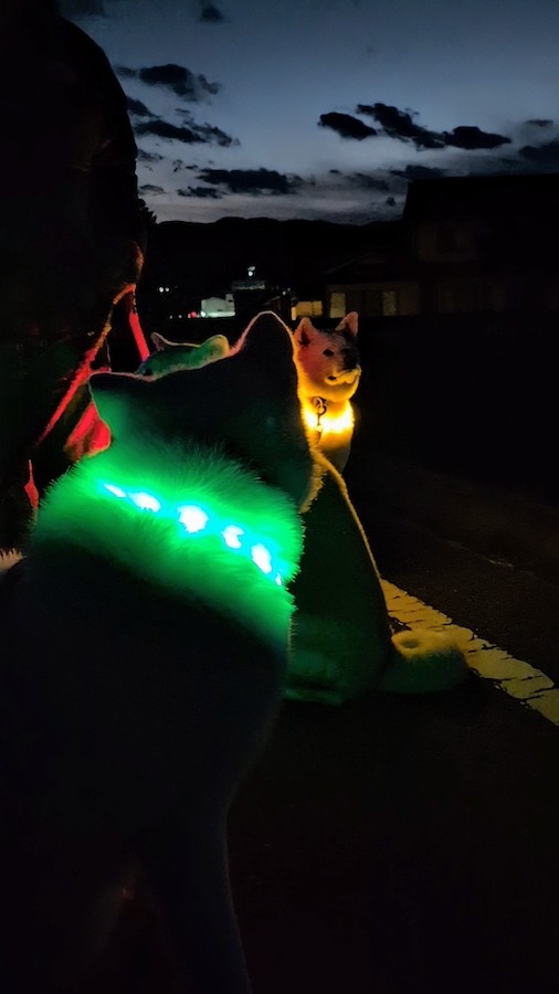 街灯などがないと、早朝や日没後の犬の散歩はこんな感じ。「光る首輪」のおかげで、「犬と飼い主がここにいますよ」と周囲に知らせることが出来る（画像提供：秋田犬こゆきと愉快な仲間達さん）