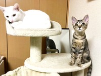 キャットタワーにちょこん♡ （左から）先住のトーイちゃんとテンちゃん（画像提供：安田武史さん）
