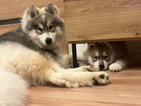 家具の下に入ったほたてくんに寄り添うしらすくんん（画像提供：しらすとほたてさん）