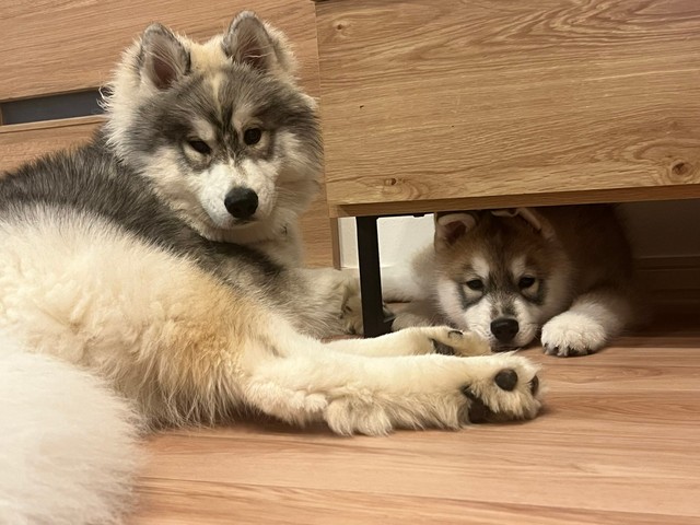 家具の下に入ったほたてくんに寄り添うしらすくんん（画像提供：しらすとほたてさん）