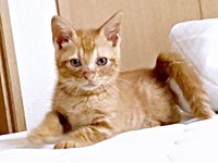 おうちでの生活に少しずつ慣れていったポーチくん（画像提供：たいしおさん）