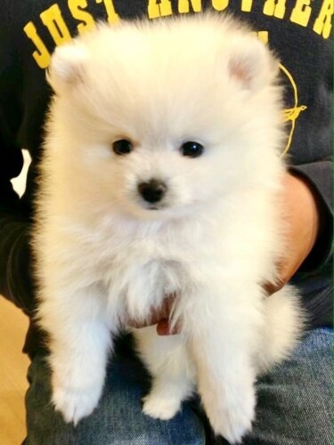 家にきたころの「ネオ」