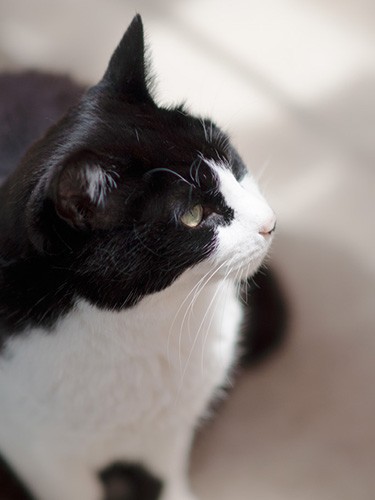 「今日は“おかご”でお出かけするのかな」（小林写函撮影）
