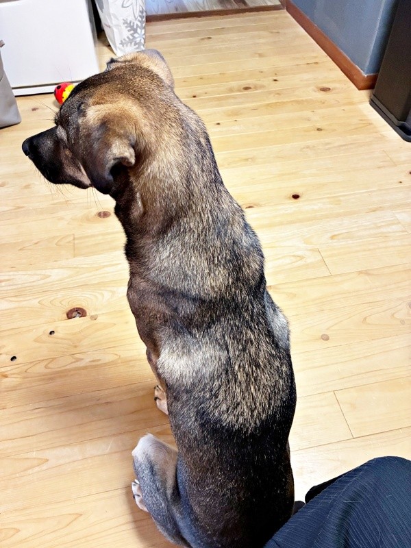 飼い主さんが帰宅するとーー足にちょこんとのって甘えるころくくん（画像提供：保護犬ころくさん）