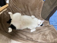 大きく大の字で寝転がるむーちゃん（提供：mareさん）