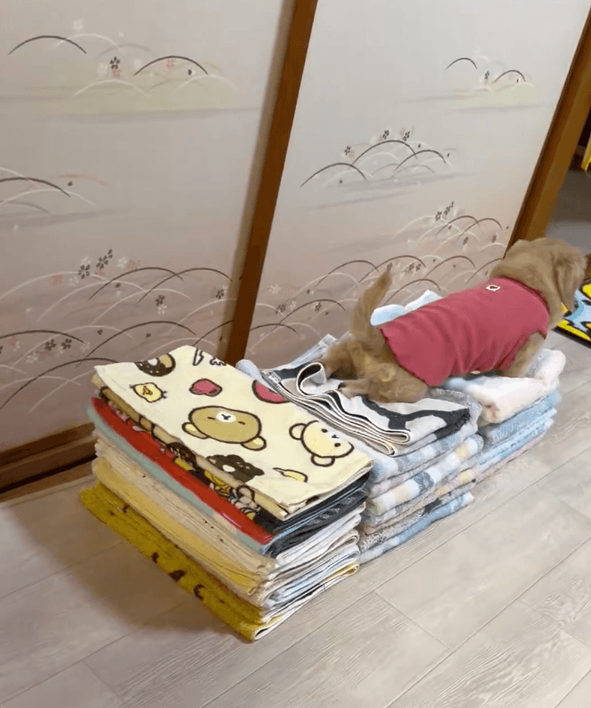 ズリ這いでフワフワ感を確認。タオルが散らかるまで遊ぶ （ほんわか姉妹さん提供）