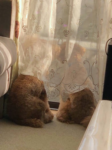 ２匹でワンソック中？（飼い主さん提供）