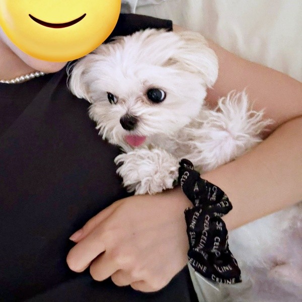 ママに抱っこされながらくつろぐまるくん（画像提供：全部犬のせいさん）