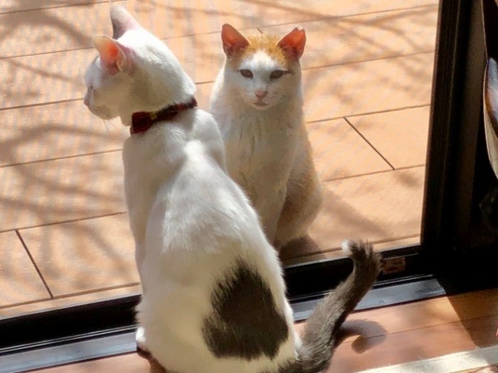 外猫のお友達が来たよ