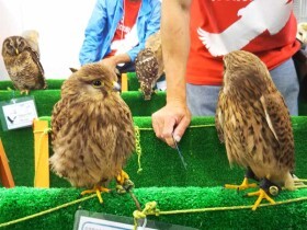 体を伸ばせないヘビ、金網の床で暮らすサル　動愛法は犬猫以外の動物にも新飼養基準を