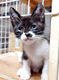 手厚いケアを受けて目の状態がよくなったまぎちゃん（画像提供：hiro_8083さん）