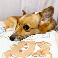 まったりくつろぐちろるくん（画像提供：ぷにこ というどすこい。さん）