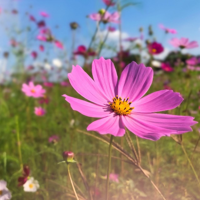 コスモス　※画像はイメージです（xixstock/stock.adobe.com）