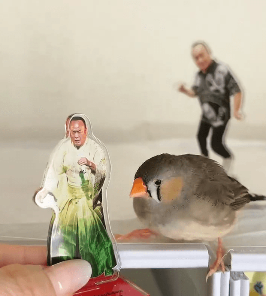 ジッと細川たかしさんを見つめるバードしめじ