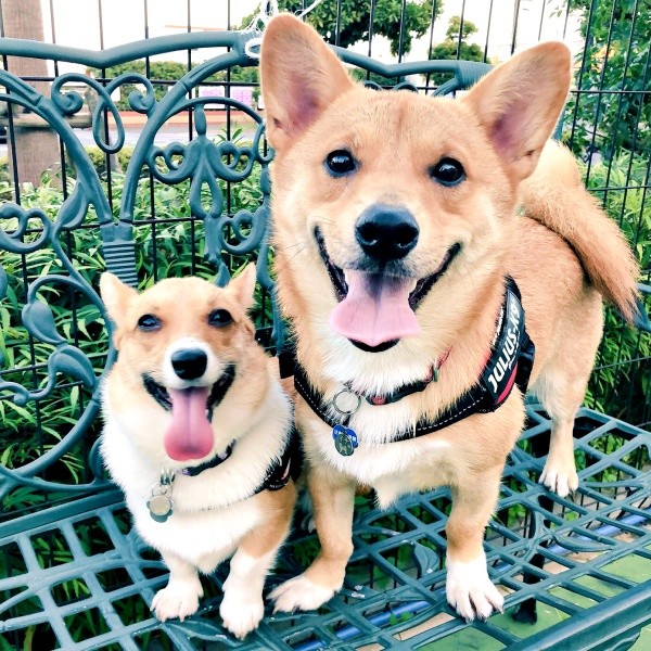 笑顔がキュートな（左から）プクちゃん、イチくん（画像提供：イチプクカミュさん）