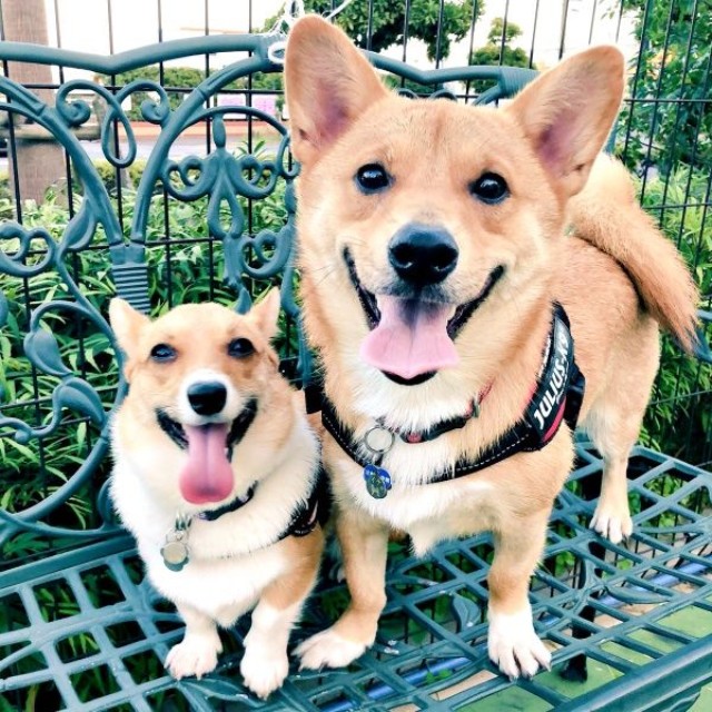 笑顔がキュートな（左から）プクちゃん、イチくん（画像提供：イチプクカミュさん）