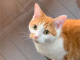 もっと遊んでよ～　ツンデレヒロイン、スコティッシュ「鈴愛」