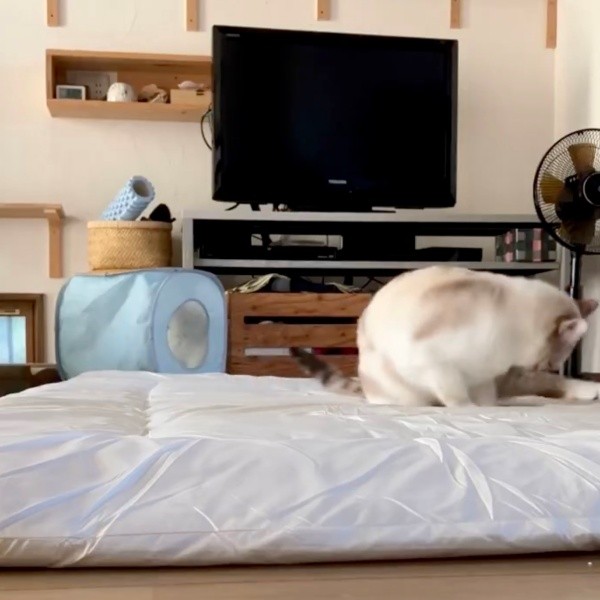 布団の上で毛づくろいを始めたルールーちゃん（画像提供：kaoruさん）