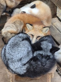 三食きつね団子