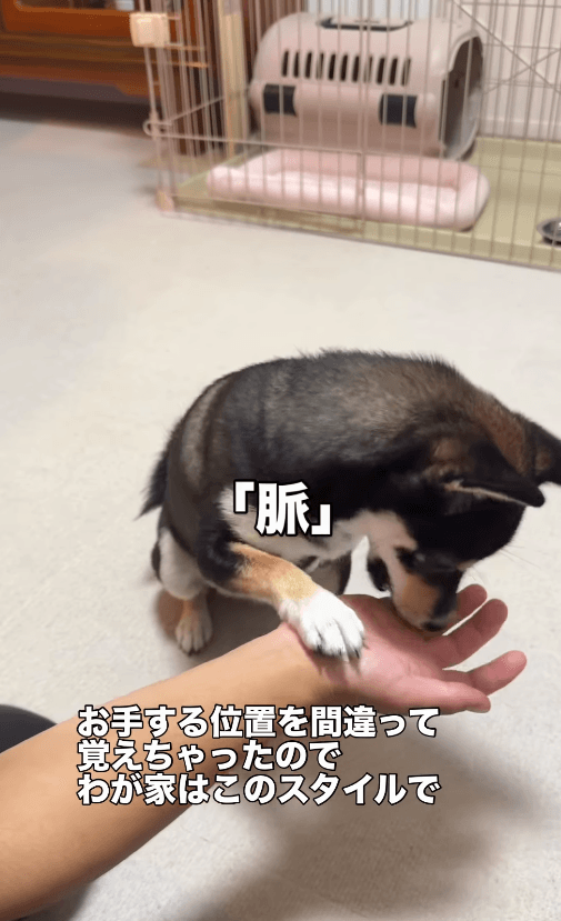 お手！と思いきや、手首！画像提供：天音｜黒豆柴さん
