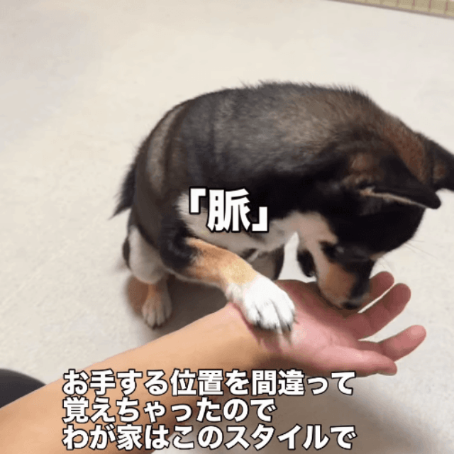 お手！と思いきや、手首！画像提供：天音｜黒豆柴さん