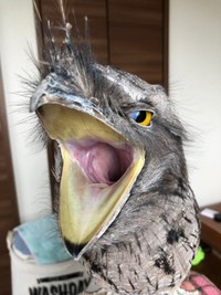 がま口のように大きく口を開いたガブちゃん（画像提供：haru_gardenさん）