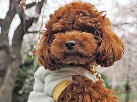 人が大好き、しっぽをフリフリ甘えるよ　トイプーの「ぱるふぇ」