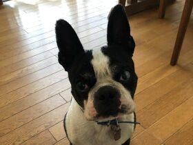 イビキ、おなら、白目…　寝ているときも飼い主を楽しませるボストンテリア「琥珀」