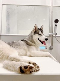 お風呂のふたの上で待っている星凪くん（「シベリアンハスキーの星凪」さん提供）