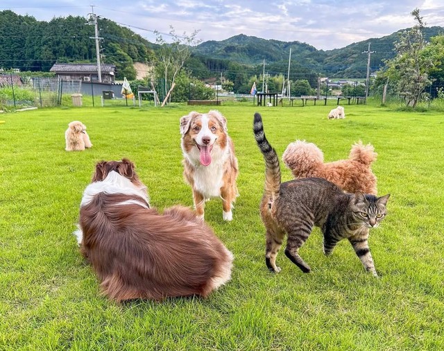 「我が家のドッグランはお隣さんから年間1万円で借りています」／犬猫大家族in福岡さん（@amkclo6）提供