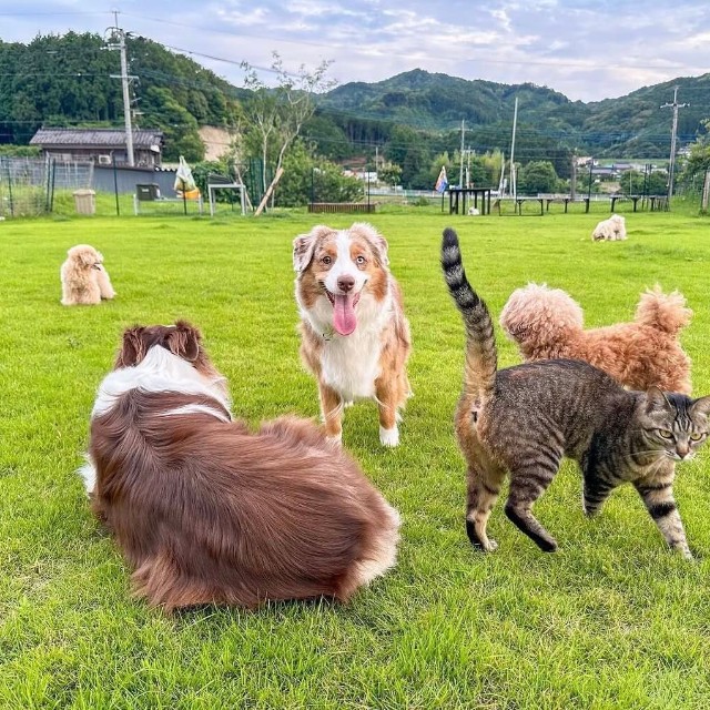 「我が家のドッグランはお隣さんから年間1万円で借りています」／犬猫大家族in福岡さん（@amkclo6）提供