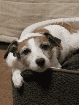 悪性リンパ腫と闘ったランちゃん