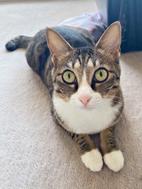 前足をそろえて座るかつおちゃん（画像提供：ネムノキさん）