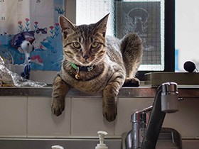 狙ったら逃さない！？　キジ猫「茶々丸」は食べものハンター