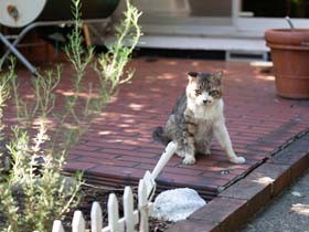 ヨロヨロの野良猫「困ったらおいで」　すると翌朝わが家に現れた