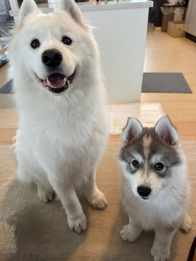 スキーくん、「弟犬」のパウくんとともに（画像提供：SKI&POWさん）