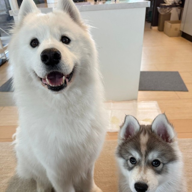 スキーくん、「弟犬」のパウくんとともに（画像提供：SKI&POWさん）