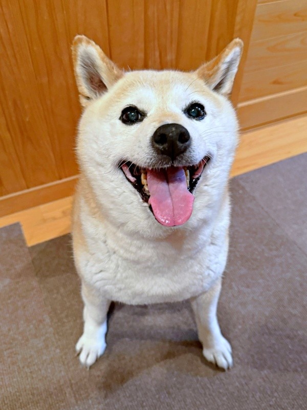 キラキラ笑顔が愛らしいゆめちゃん（画像提供：柴犬の見る夢さん）