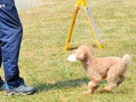 トイプードルのカリンも参加　警察犬１７頭が訓練会