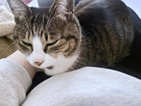 お迎えから1年、初めて飼い主さんの膝上にのったルナちゃん（画像提供：yuさん）