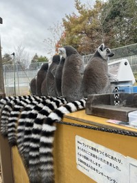 しっぽもズラリ　写真提供：日本モンキーセンター